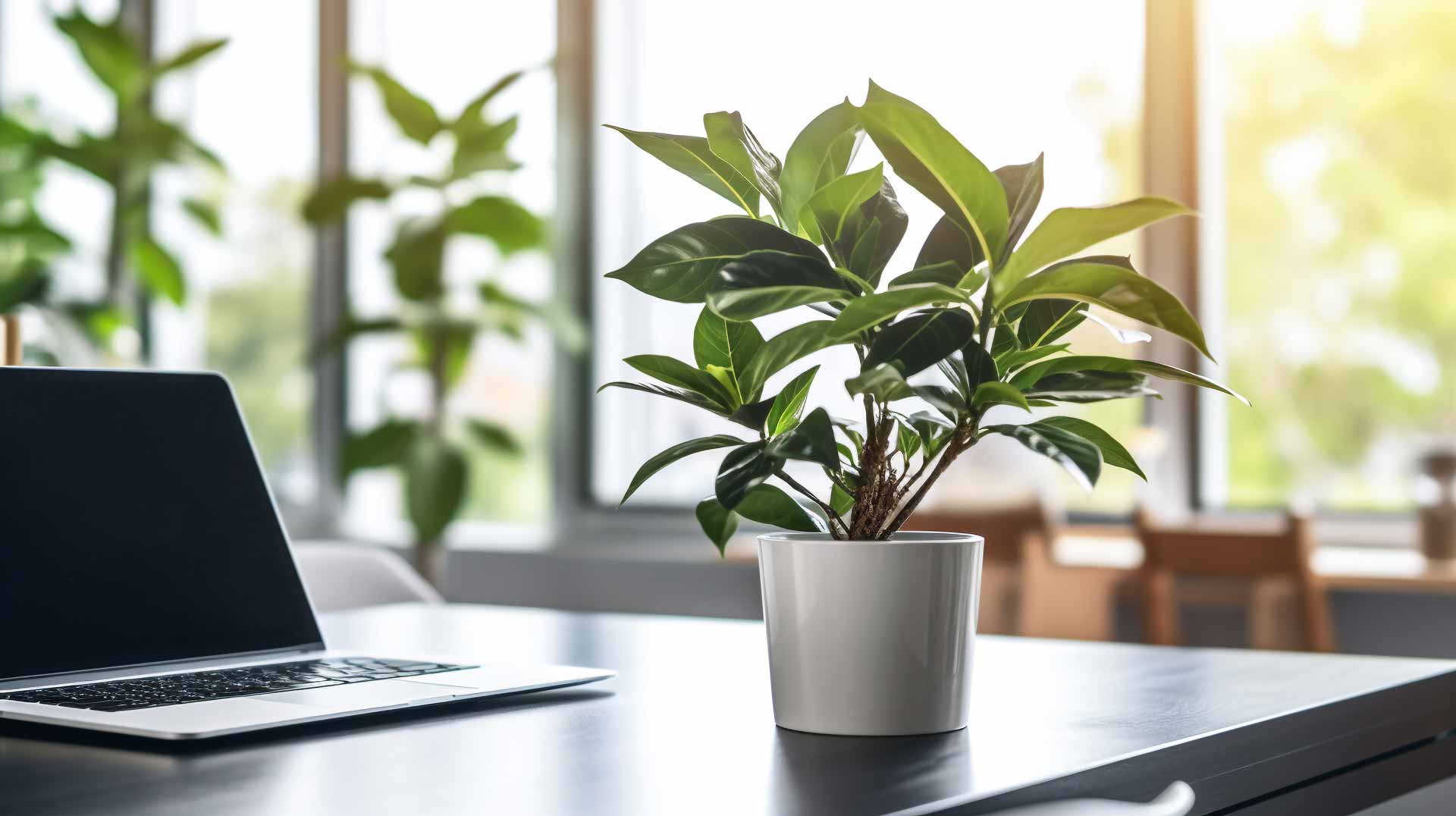Plant sitting on desk in clean office